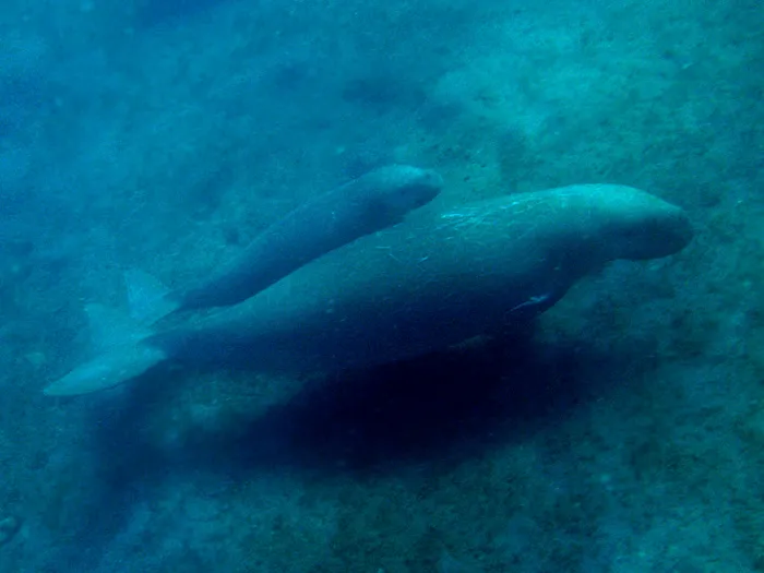 dugong mother and offspring