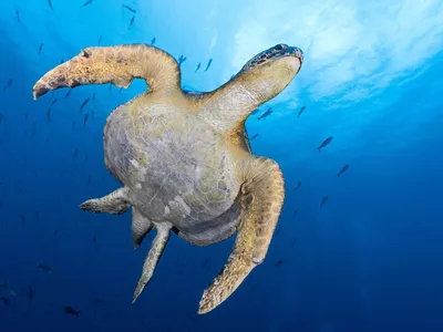 A sea turtle enters the waters of the Gal&aacute;pagos Islands to join divers who are exploring its home.