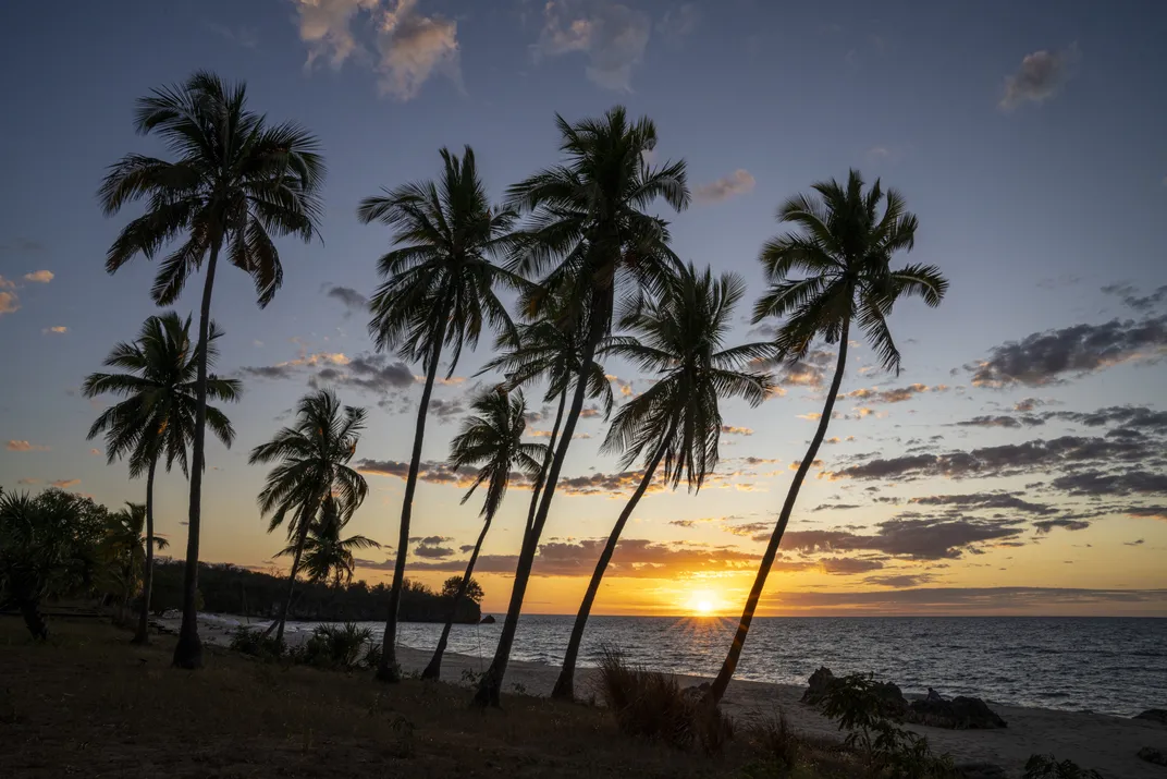 Palm Trees