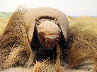 A reconstruction of a giant armadillo&nbsp;in the collection of paleontology at the Museo de La Plata in Buenos Aires, Argentina