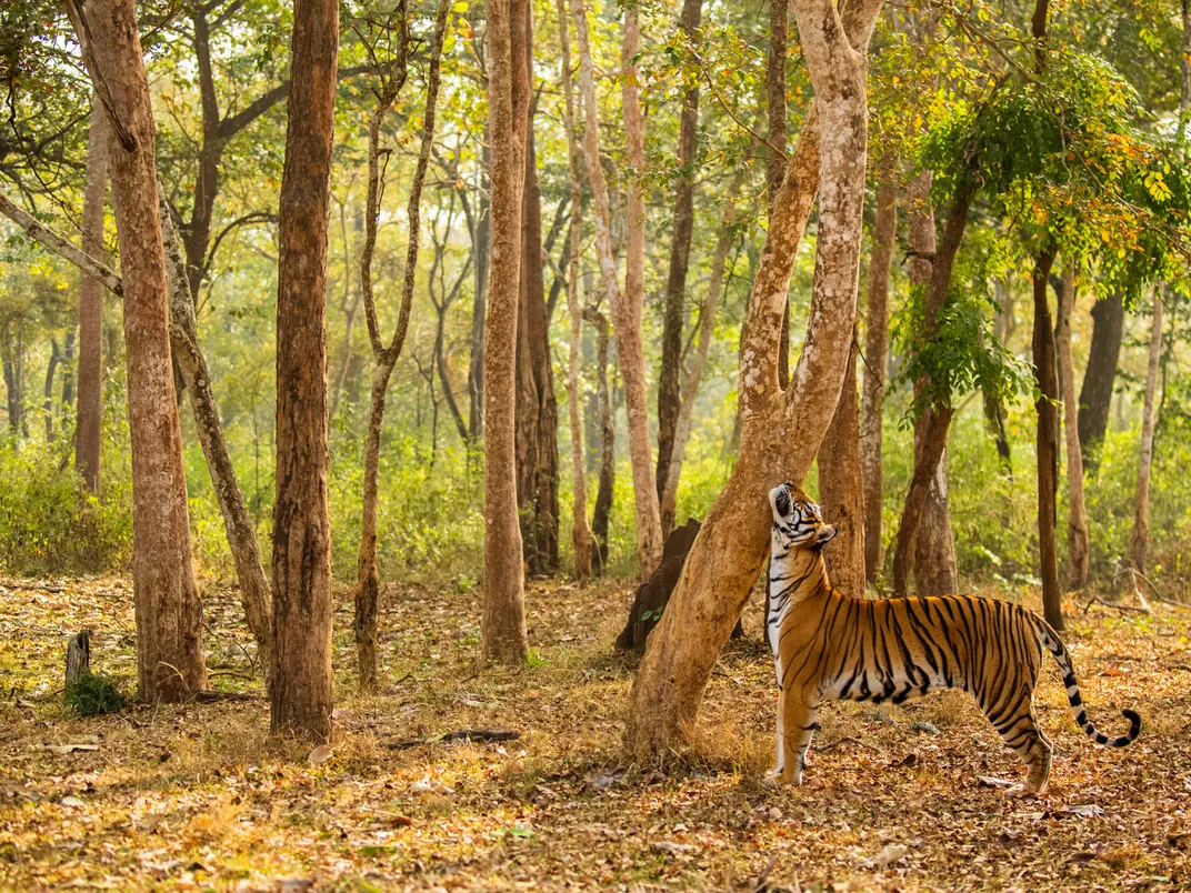 Scent-Marking