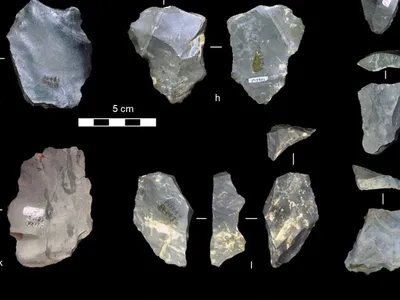 Several of the newly identified stone tools – unearthed from a museum collection.
