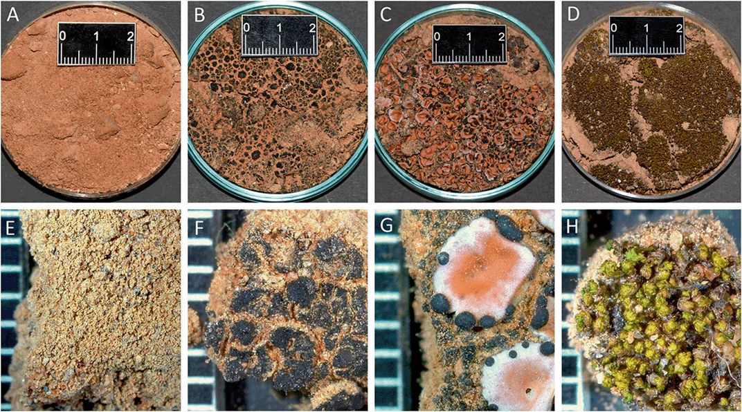 Biocrusts