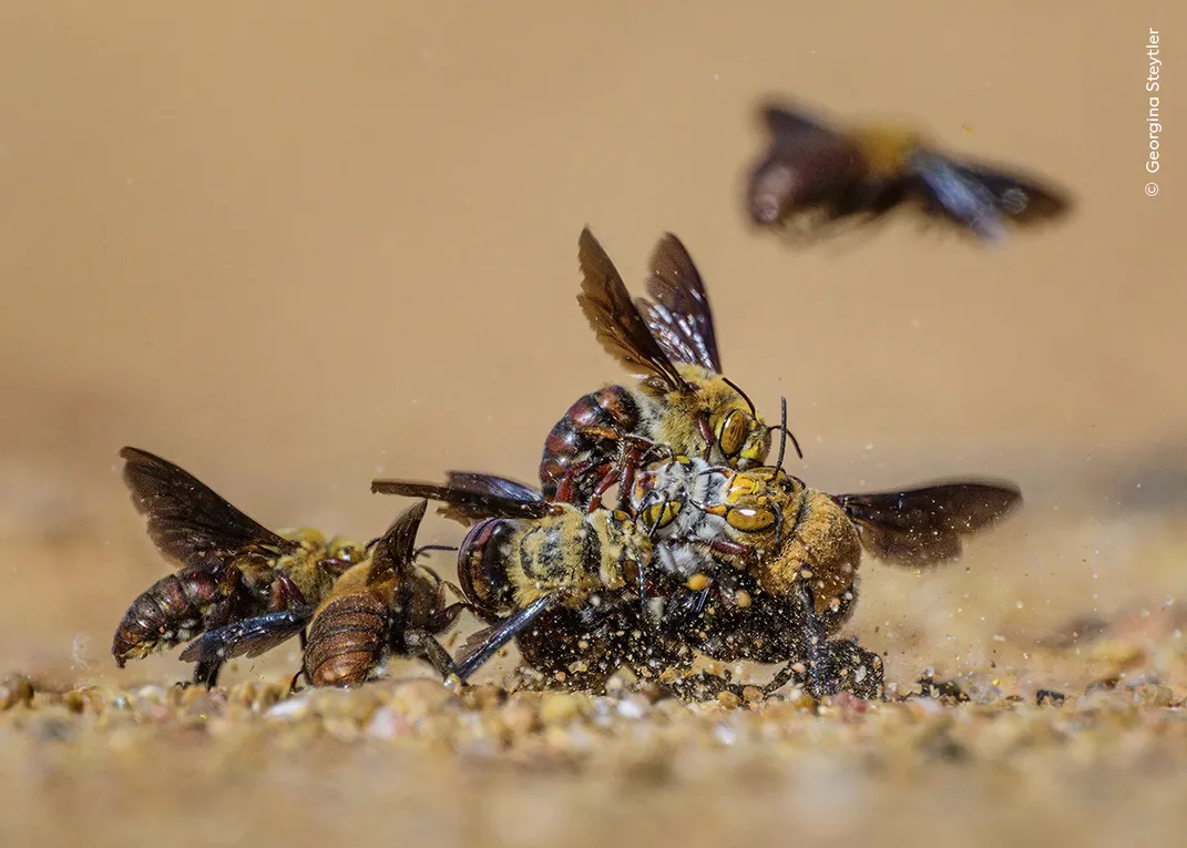 a pile of bees on the sandy ground with one flying in from the right