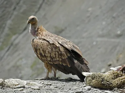 Vultures clean up carcasses quickly, preventing bacteria and pathogens from proliferating.&nbsp;

