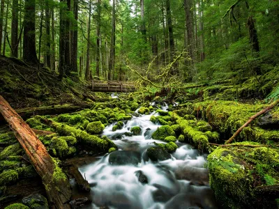 A creek runs by moss-covered rocks not far From Sol Duc Falls in Olympic National Park. Researchers have found that listening to natural sounds like running water may benefit human health.