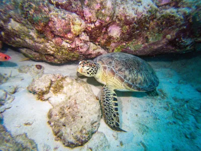 This year was marked by many broken records in the ocean.