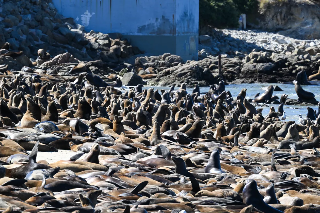 Hundreds of sea lions on a beach