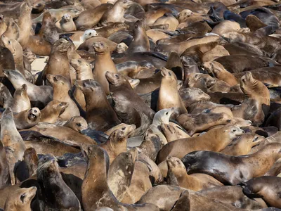 Hundreds of sea lions have inundated a beach in central California.