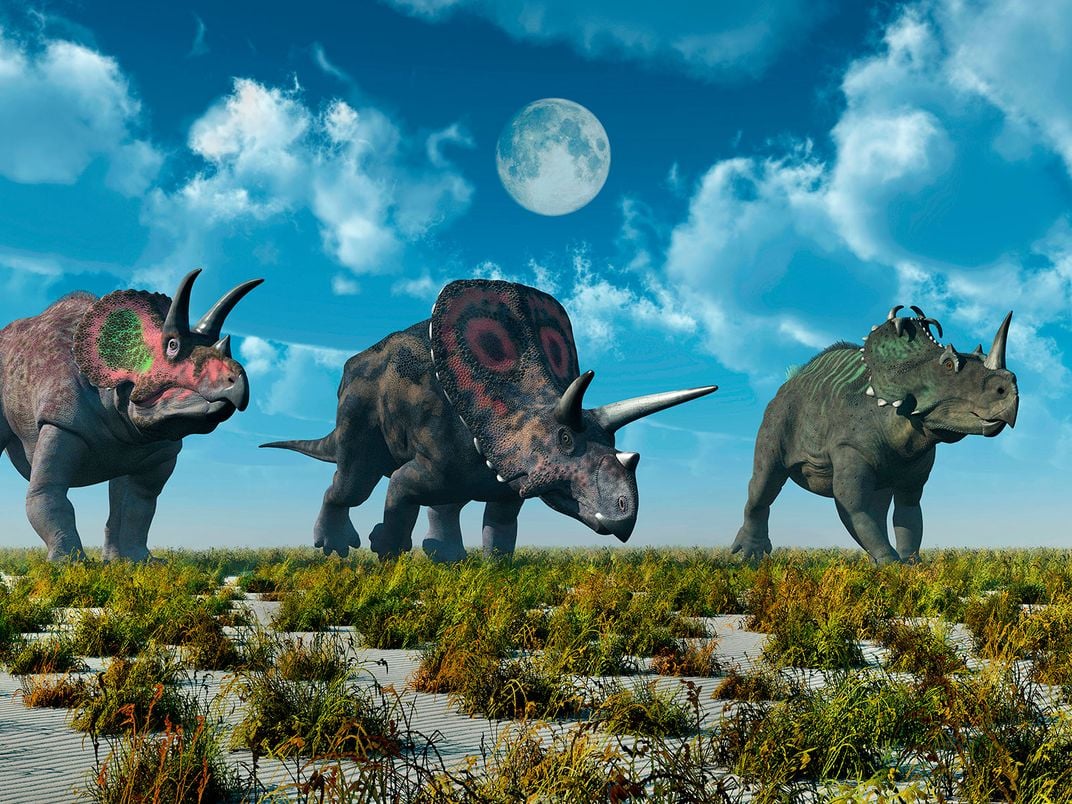 Triceratops and Torosaurus and Centrosaurus