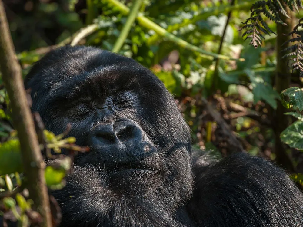 Gorilla Sleeping