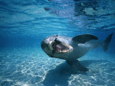 A bottlenose dolphin photographed in Honduras shows its teeth.