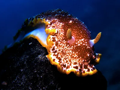 Imagine dragons&mdash;or go for a dive in the Pacific Ocean and keep an eye out for this astonishing two-inch sea slug known as Goniobranchus sp. 1.