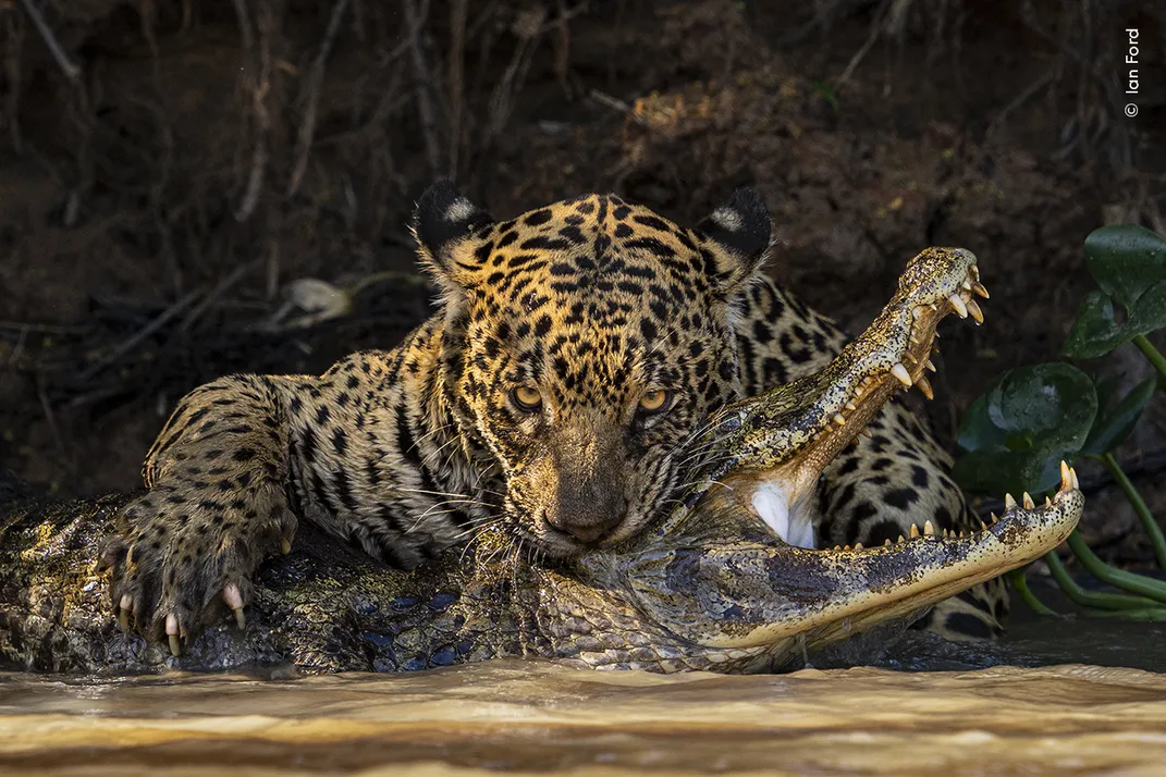 a jaguar bites the neck of a caiman and stares into the camera on the bank of a river