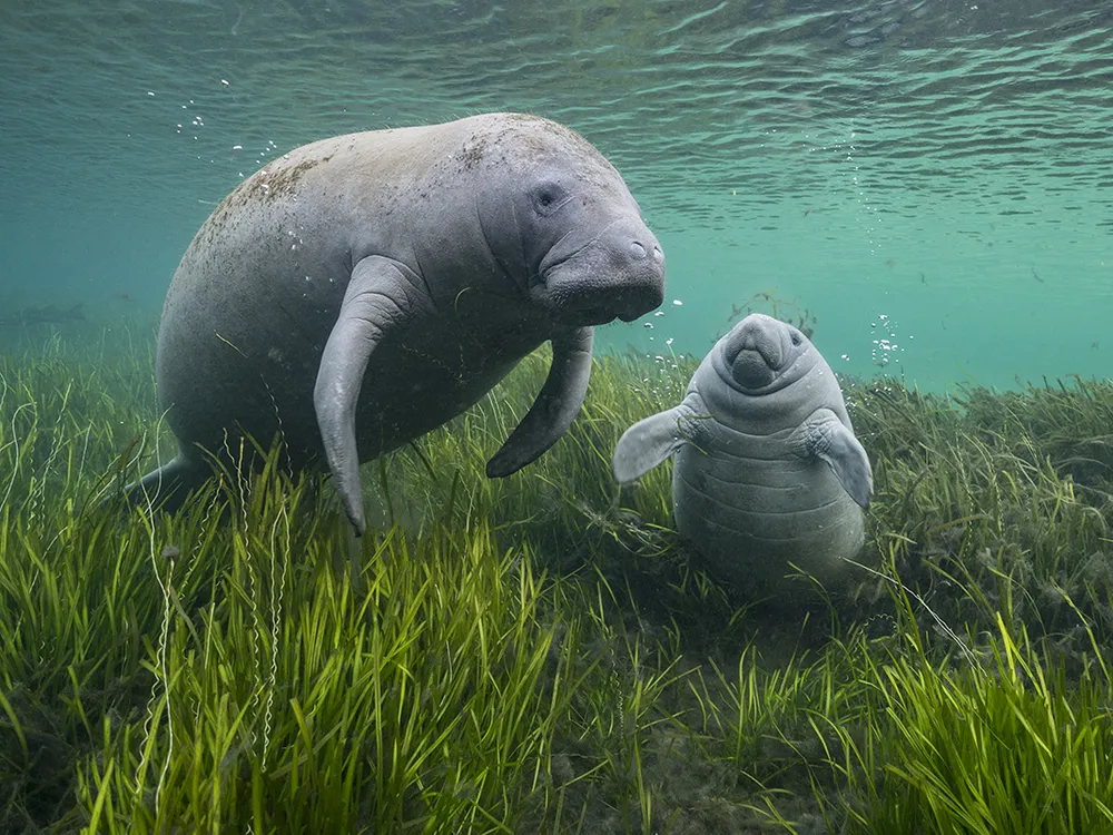 a mother manatee and calf underwater above a plain of eelgrass, the baby looking up with its flippers outstretched