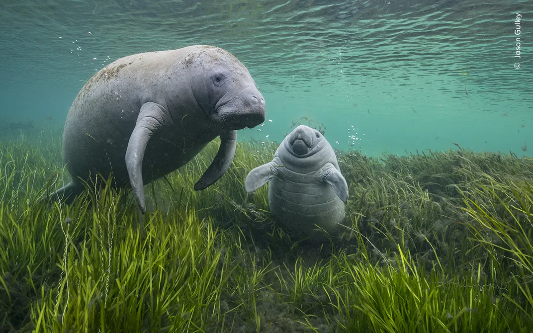 a mother manatee and calf underwater above a plain of eelgrass, the baby looking up with its flippers outstretched