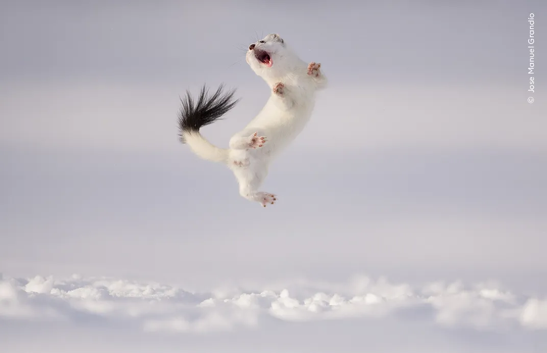 a white stoat with a black fringed tail leaps into the air, its back curled and its mouth open, above a blanket of snow