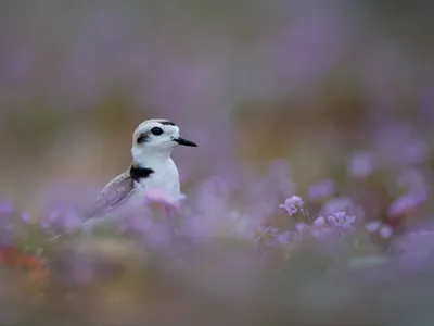 A male western snowy plover stands guard over his nest. During breeding season, males tend to the chicks while females seek a new mate.&nbsp;