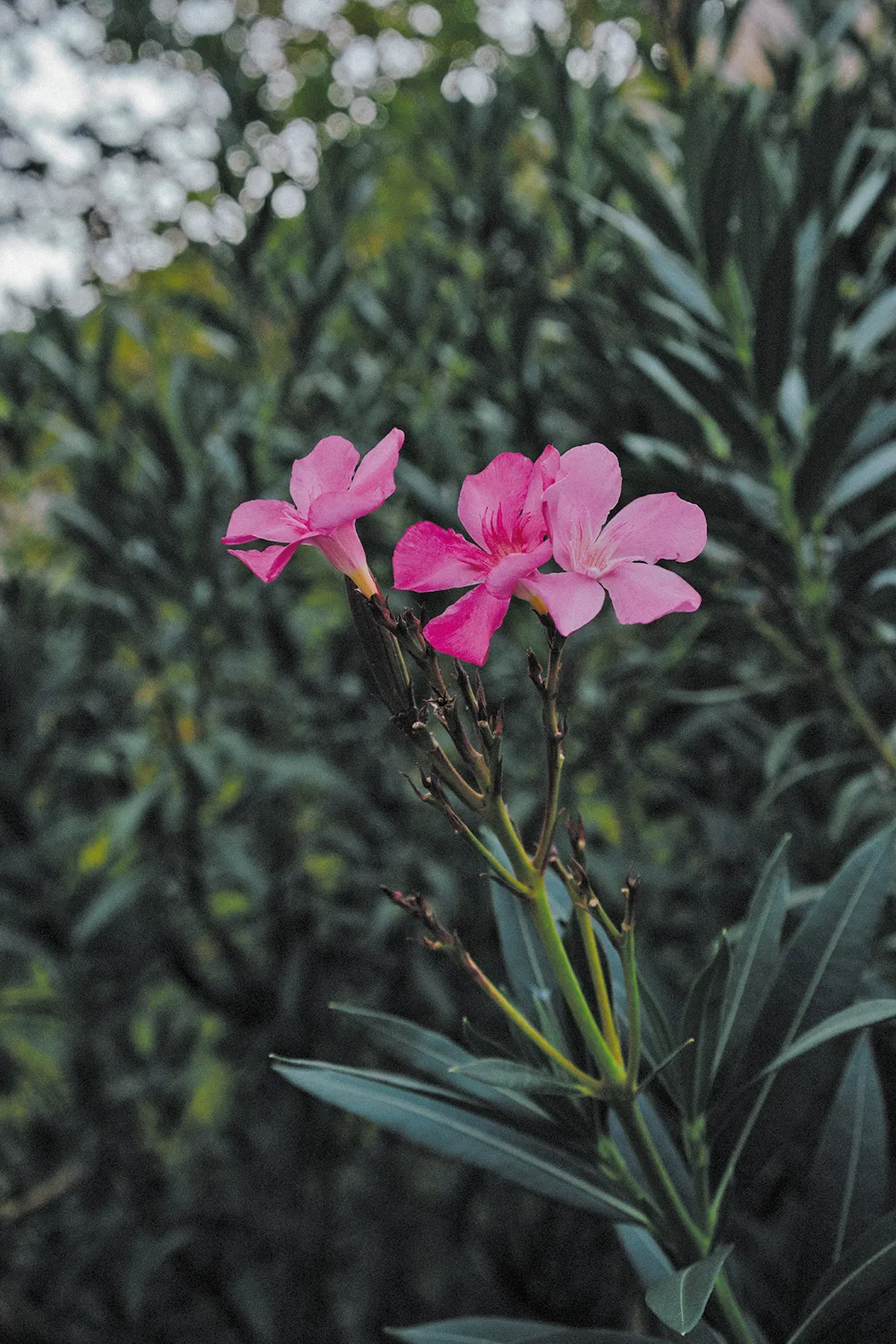 Pink oleander