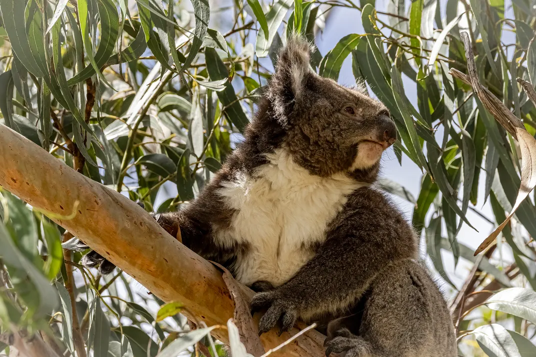 This Island Is Inhabited by More Koalas Than Humans