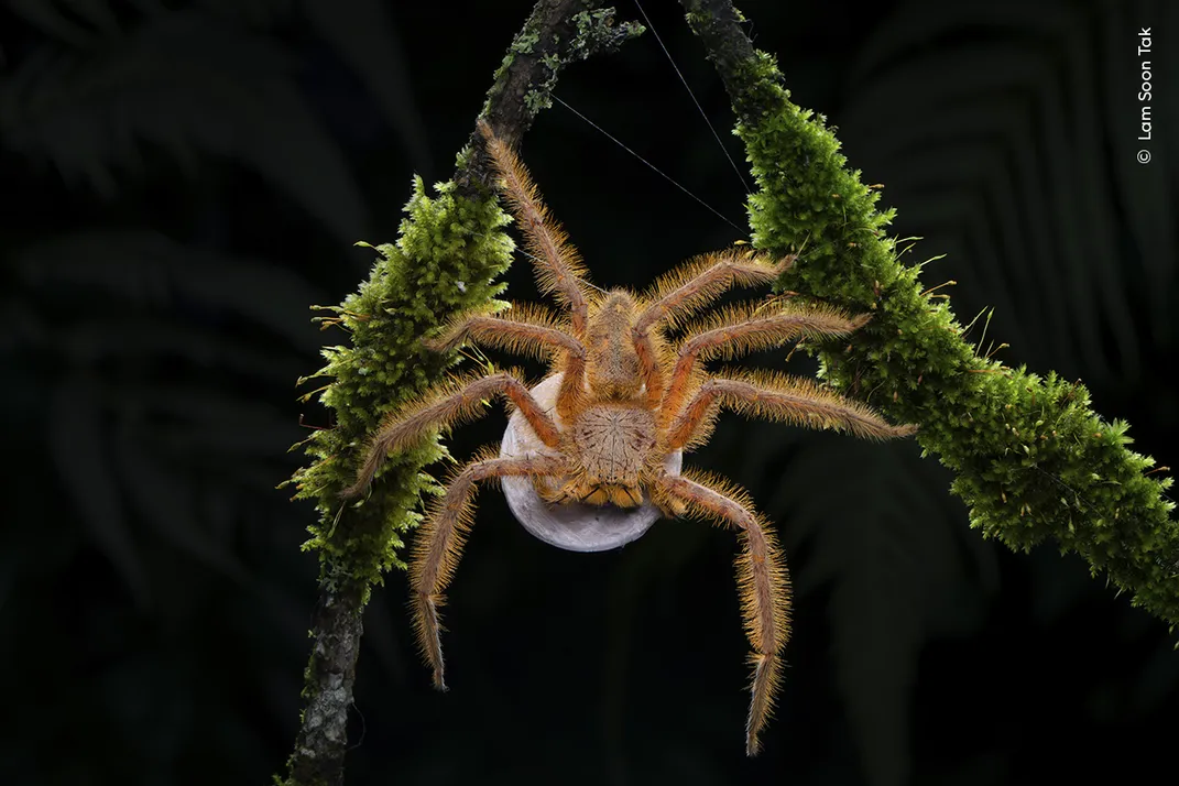 a large, orange huntsman spider stands between two branches covered in green moss, with a white disk beneath its body on a black background