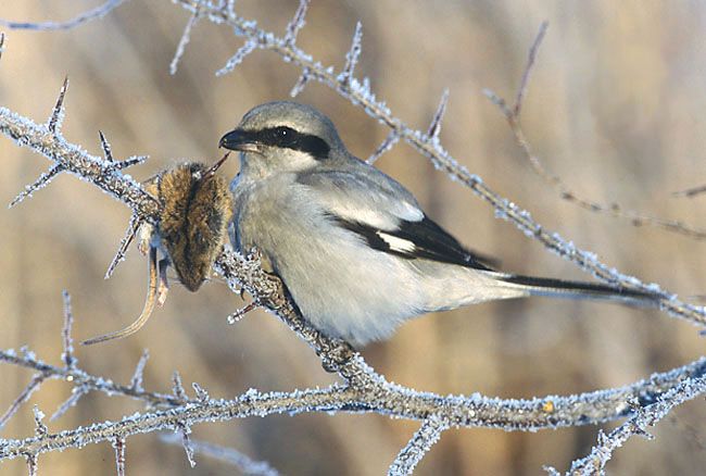 Great Gray Shrike and Prey