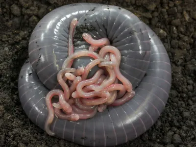 A mother Siphonops annulatus with newborn babies.