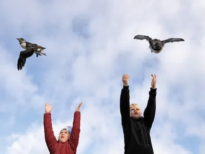 Íris Dröfn Guðmundsdóttir (left) and her cousin Anton Ingi Eiríksson release pufflings from the Hamarinn sea cliff on the Icelandic island of Heimaey.