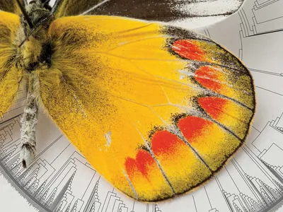 Delias sambawana, a butterfly that hails from Indonesia, at the Florida Museum of Natural History.