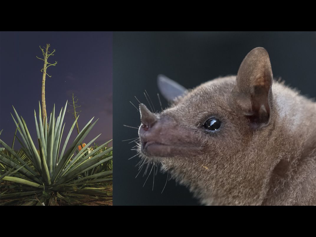 OPENER - agave and bat