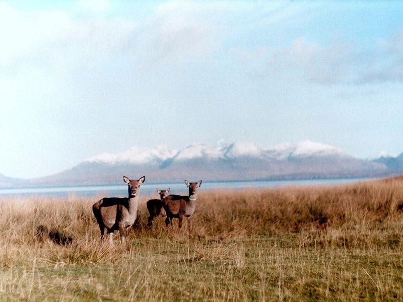 Three Female Deer