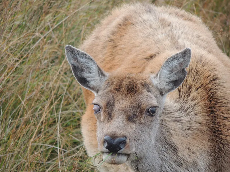 Female Deer