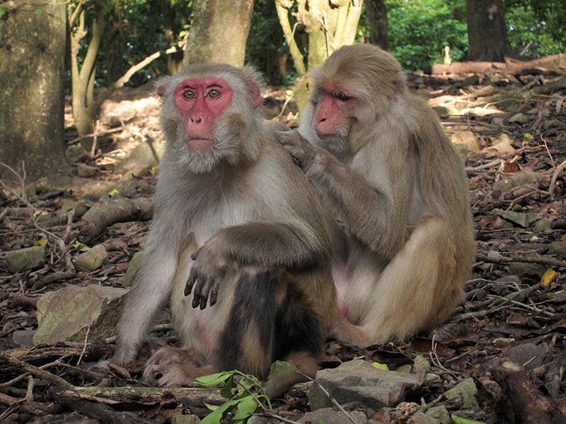 Female Rhesus Macaques