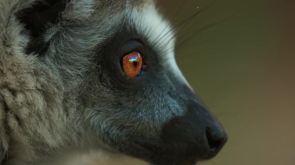 Preview thumbnail for Play Sessions Can Indicate Who Will Rise in Lemur Society