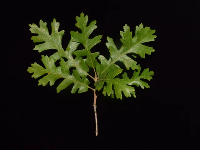 Gambel oak branchlet