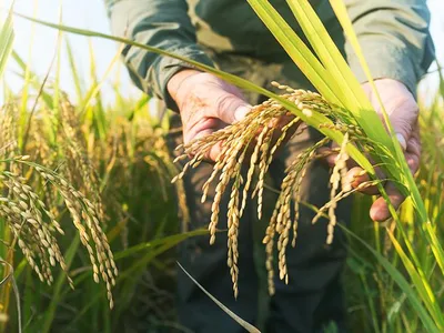 Transplanting a human protein, known for promoting growth, into crops may engender larger, heavier and more bountiful plants.