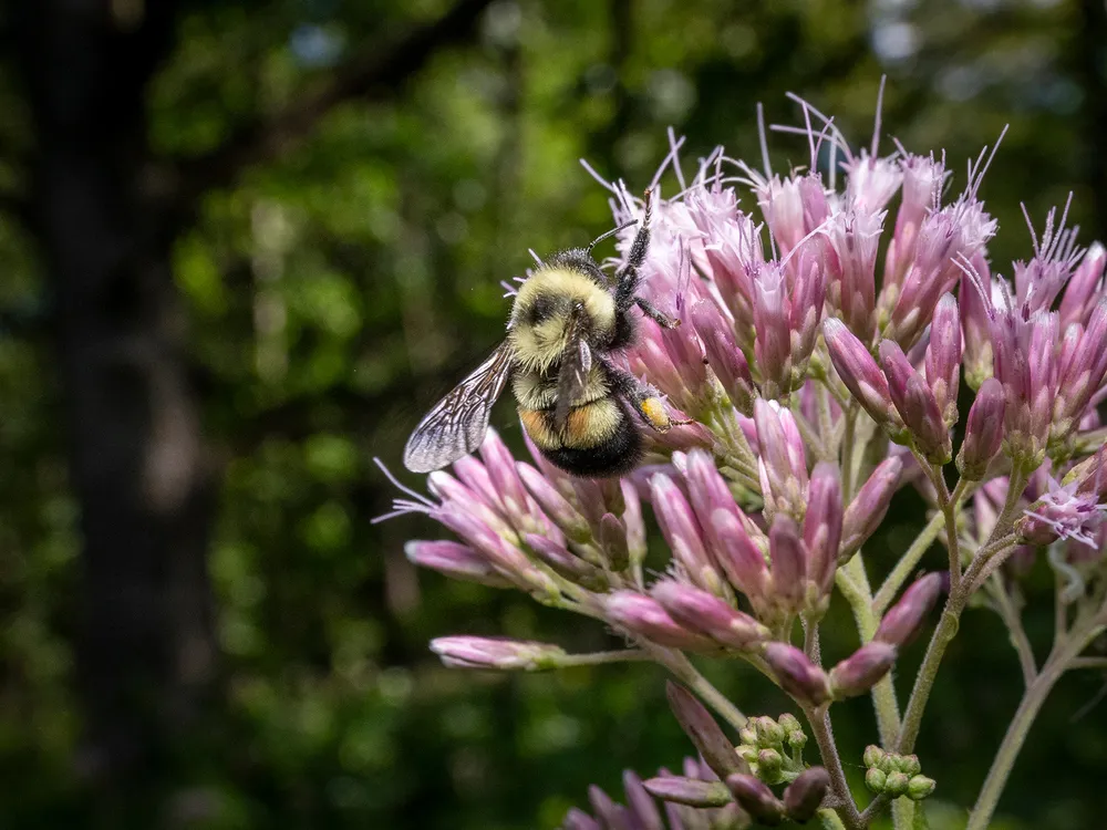 Rusty Patched Bumblebee