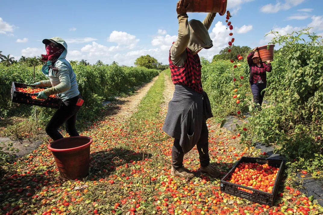 Farmworkers pick cherry tomatoes