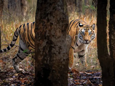 Dotty, a female Bengal tiger, roams her territory in India&rsquo;s Bandhavgarh National Park, where tigers are one of the biggest tourist attractions.