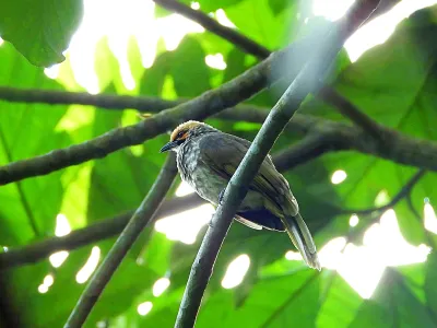 A straw-headed bulbul&nbsp;