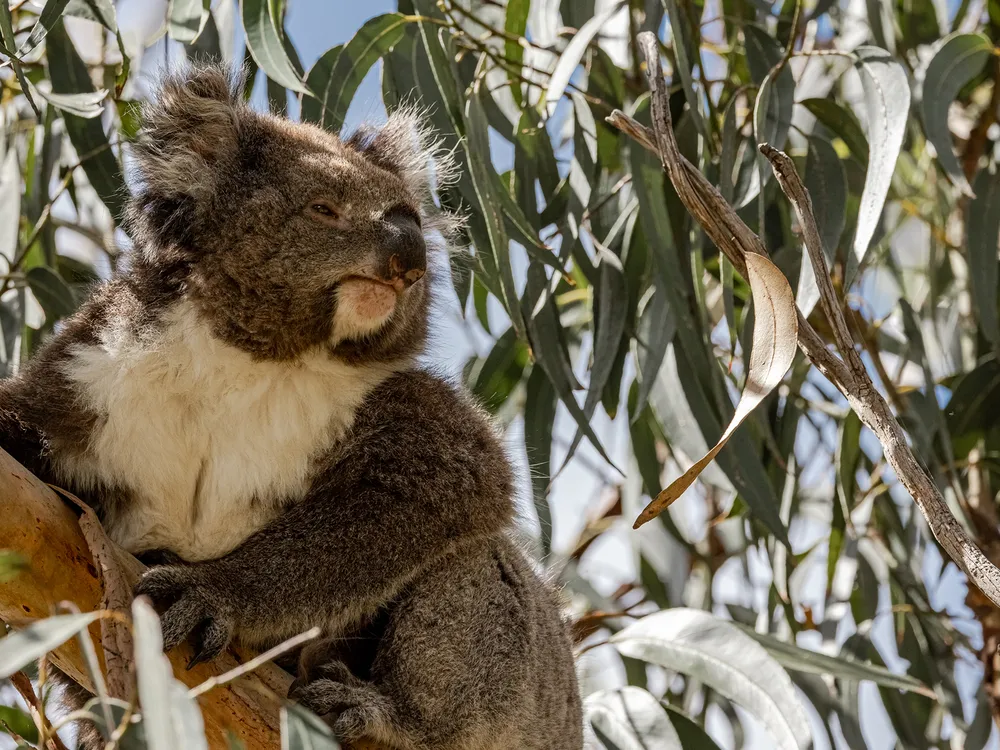 Sleepy koala in lovely daylight_French Island.jpg