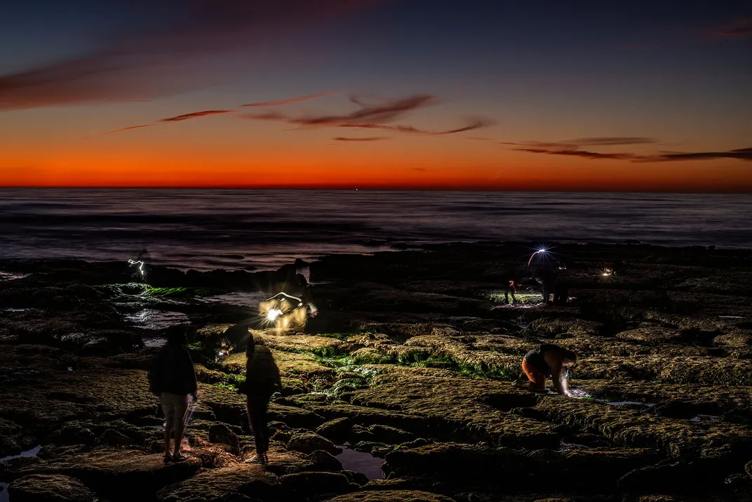 Citizen Scientists at Intertidal