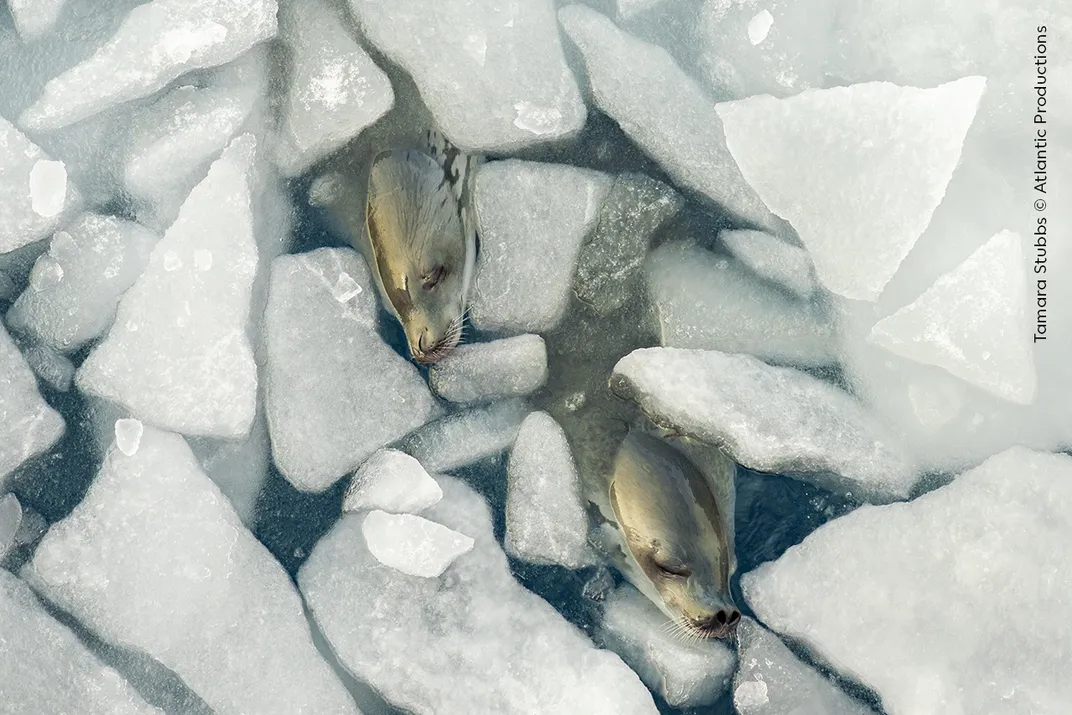 two heads of seals poke up from the water amid floating broken slabs of ice