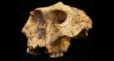 Anthropologists recently found fossils of Paranthropus robustus, also called robust australopithecines, in an excavation site in South Africa. Paranthropus coexisted with human ancestors Homo habilis and Homo erectus as recently as 1.5 million years ago. Some anthropologists had believed that Paranthropus' limited diet caused its extinction, but new evidence from the fossils suggests that Paranthropus had a varied diet that included both hard and soft plants as well as herbivores.