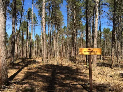 A forest in Minnesota