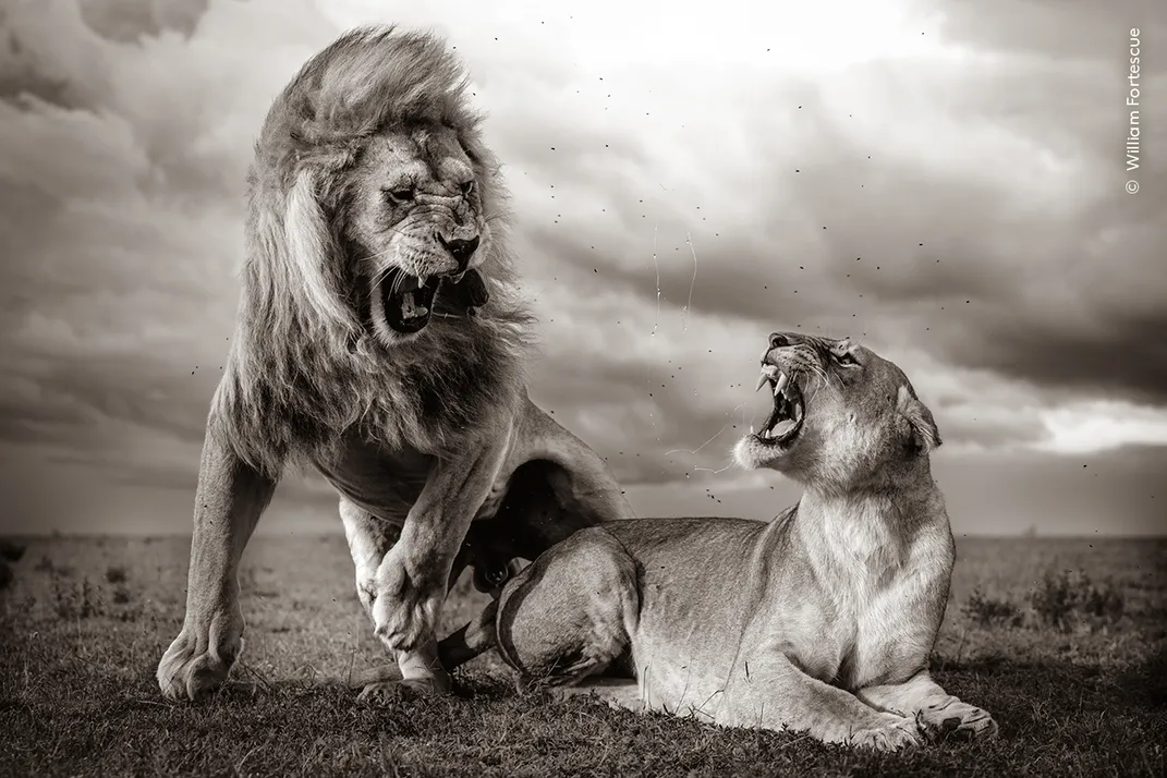 while mating, a male lion stands beside a female lion on the ground, both have their mouths open and spit flies through the air. The image is in black and white.