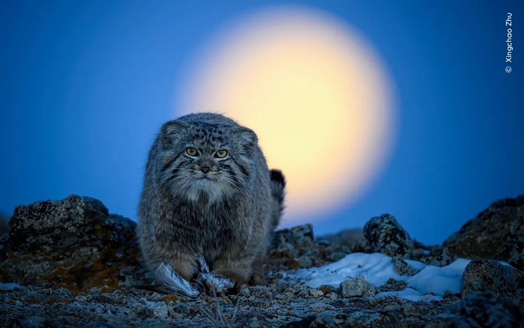 a gray pallas' cat looks toward the camera, a small bird partially visible at its feet, in the snow in front of a blurred out full moon setting