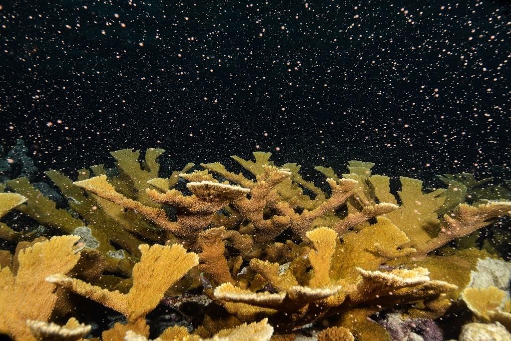 Yellow corals with floating eggs and sperm in dark water.