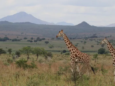 giraffe-nzcbi-michael-brown.png