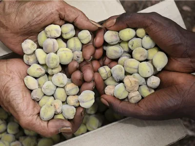 Kakadu peaches, like these harvested in Murdudjurl country in Kakadu National Park, are earthy with botanical notes.